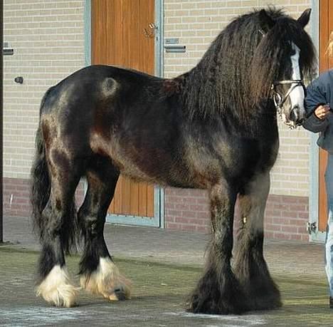 Irish Cob Scoop - foto taget af Mariel Begheyn til kåring i NL billede 18