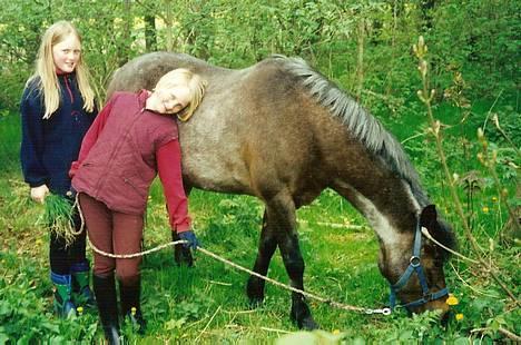 Anden særlig race Araber / Welsh Bonita  - Min kusine Rebecca dengang hun passede Bonita. Hun har en veninde med og de er lige ude og græsse med Bonita. (Her er Bonita 23 år gammel.) billede 4