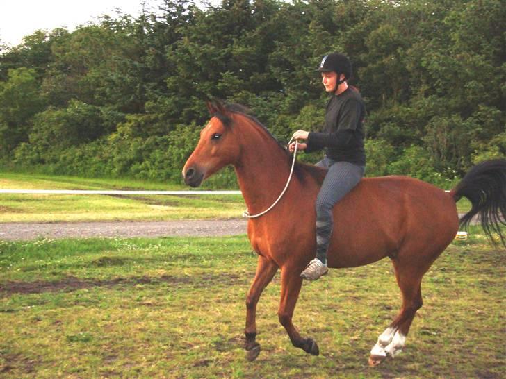 Sportsaraber (A) Paw - Ingen kommentarer til min mangelfunde opstilling :-D billede 8