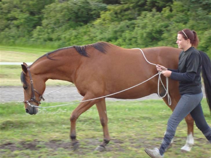 Sportsaraber (A) Paw - lange liner... med det lange ben foran Stine :-) billede 10