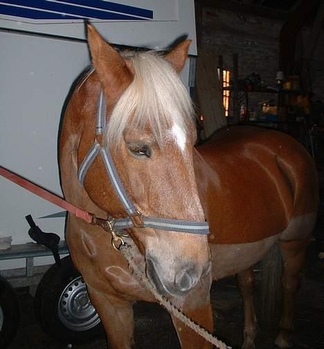 Haflinger Agent 007 - #6 Uha... han er genert! :P kan ikke lide kameraet billede 6