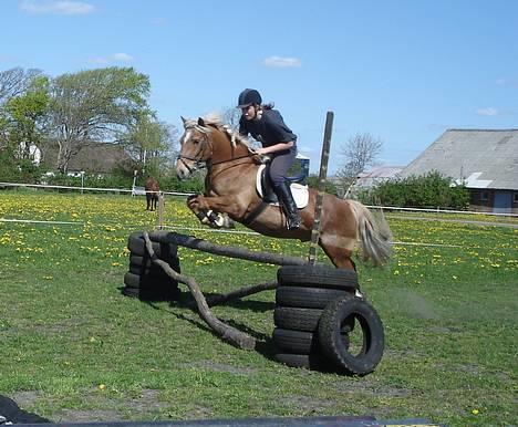 Haflinger Agent 007 - #7 d. 29 april 07 billede 7