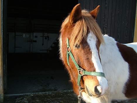 Pinto Mikki - Min lille uld-tot ! . :D billede 18