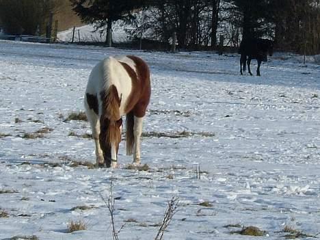 Pinto Mikki - Mikki på folden billede 19