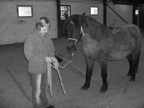 Anden særlig race Araber / Welsh Bonita  - NYT - 2006 - de får sig lige en snak om dagens arbejde.... billede 6