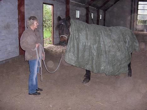 Anden særlig race Araber / Welsh Bonita  - NYT - 2006 - så leger vi lige med presseningen... ufatteligt hvad man skal finde sig i... billede 8