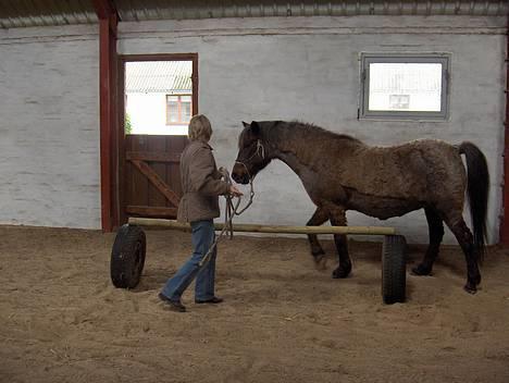 Anden særlig race Araber / Welsh Bonita  - NYT - 2006 - mor og Bonita træner lidt jordarbejde... billede 9