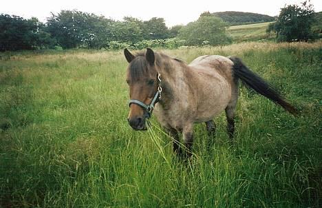 Anden særlig race Araber / Welsh Bonita  - Bonita som har gang i sin yndlingsbeskæftigelse - spise! (billedet er taget da hun var ca. 20 år gammel) billede 10