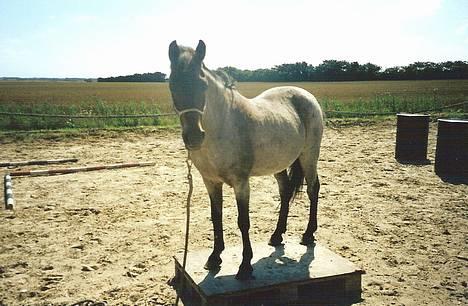 Anden særlig race Araber / Welsh Bonita  - her er Bonita 23 år gammel og vi hygger os lige lidt på banen :-) billede 11
