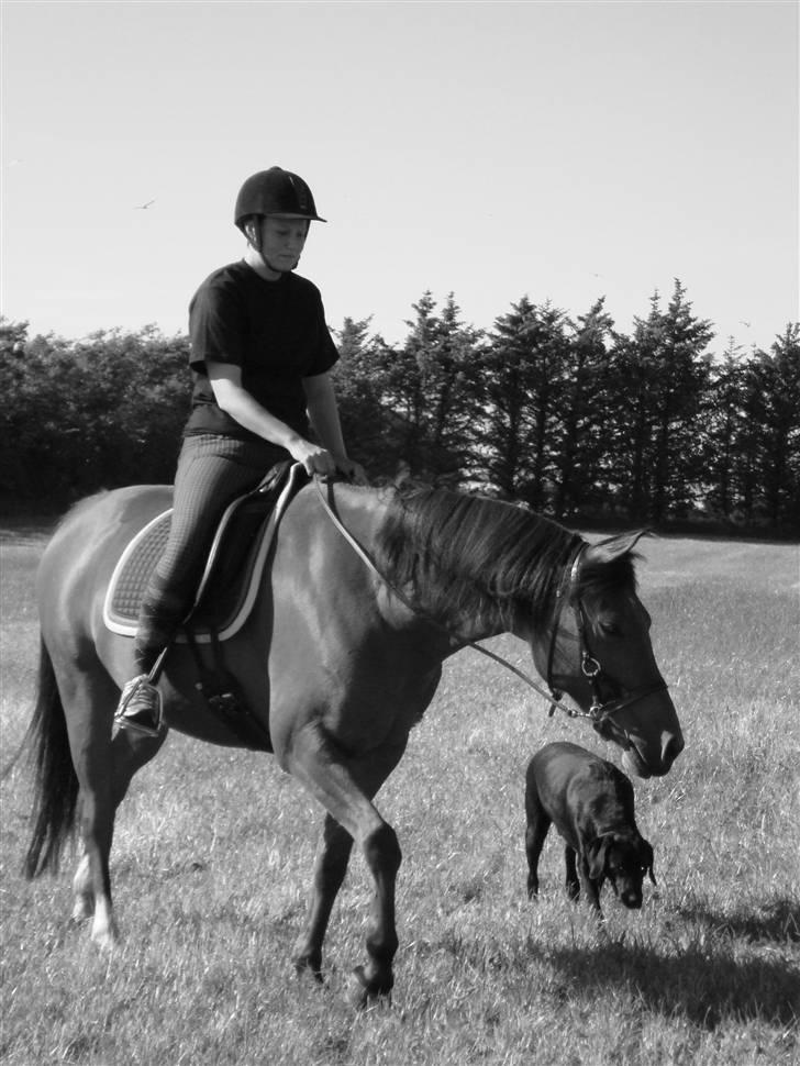 Sportsaraber (A) Paw - På tur på marken sammen med dejlige Noir :-) billede 12