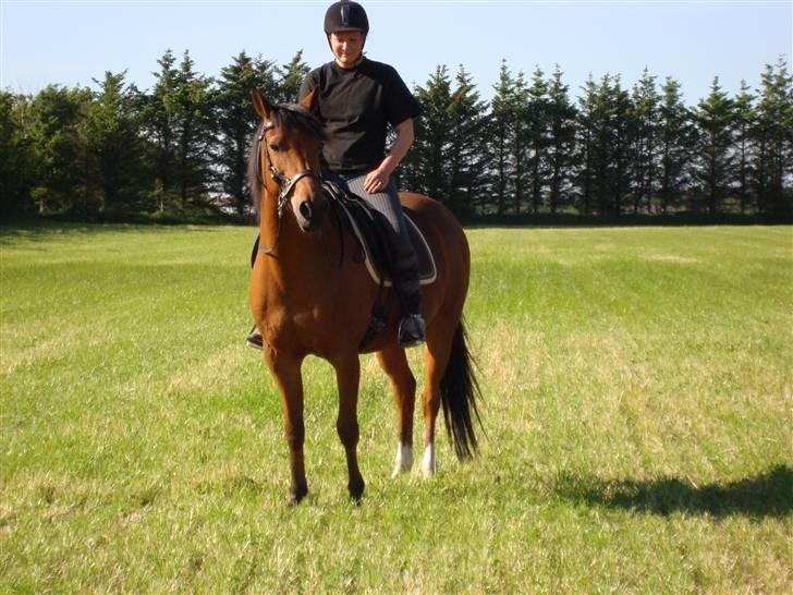 Sportsaraber (A) Paw billede 13