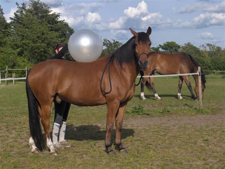 Sportsaraber (A) Paw - leger med stor bold billede 14