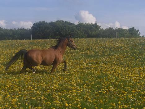 Sportsaraber (A) Paw - Paw i fuld trav over marken.... billede 16