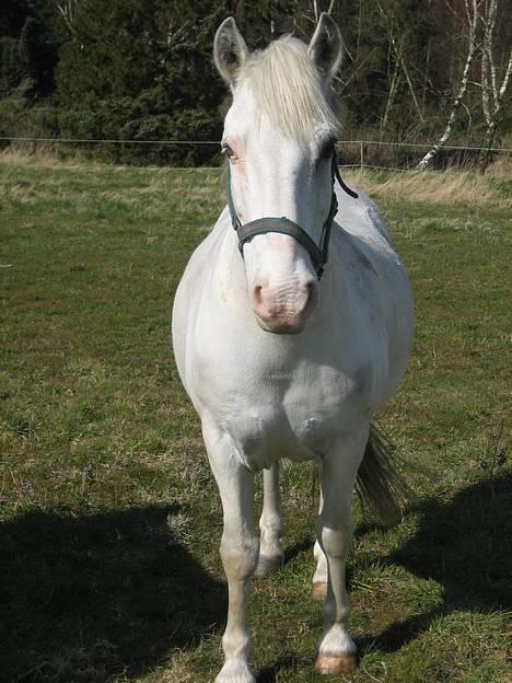 Anden særlig race Sonny*DØD* - taget den 06.04.07 billede 5