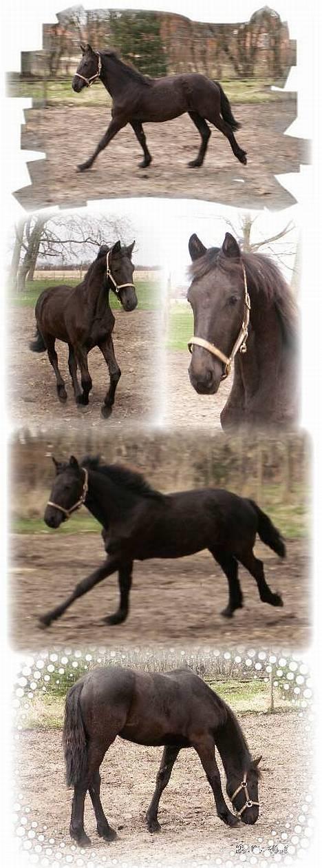 Frieser Sosanna *SOLGT* billede 2