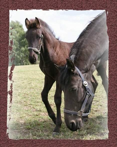 Frieser Sosanna *SOLGT* - Sosanna sammen med hendes mor Rosanna billede 3