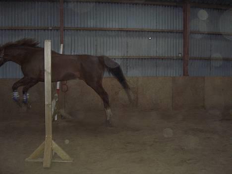 Dansk Varmblod †Moonraker"Svuppe"Moonie† - marts 2006 billede 16