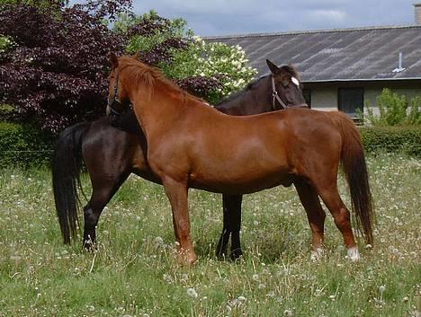 Dansk Varmblod †Moonraker"Svuppe"Moonie† - juni 2005 billede 19