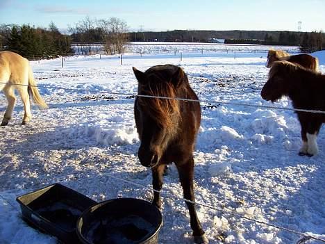 Gotlandsruss Maja (DØD) billede 13