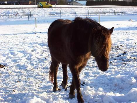 Gotlandsruss Maja (DØD) billede 15