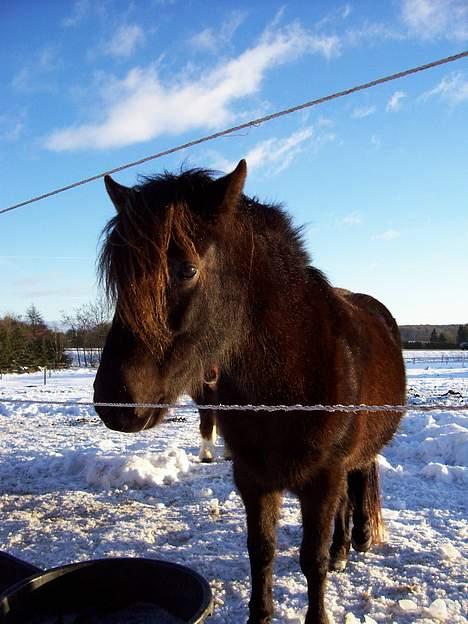 Gotlandsruss Maja (DØD) billede 16