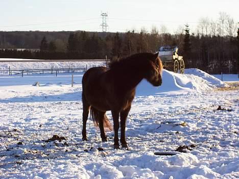 Gotlandsruss Maja (DØD) billede 17