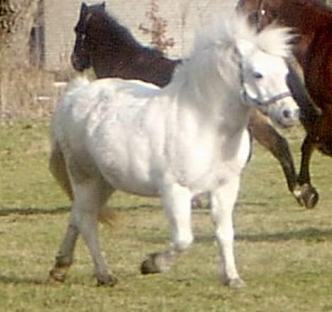 Welsh Mountain (sec A) Starlight.... DØD... - Årh hun er da dejlig... billede 18