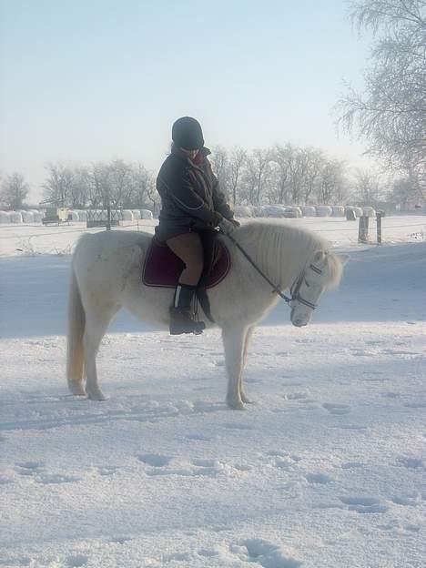 Welsh Mountain (sec A) Starlight.... DØD... - Starlight og mig igen... billede 19