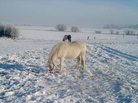 Welsh Mountain (sec A) Starlight.... DØD... - Starlight i sneen igen..... billede 20