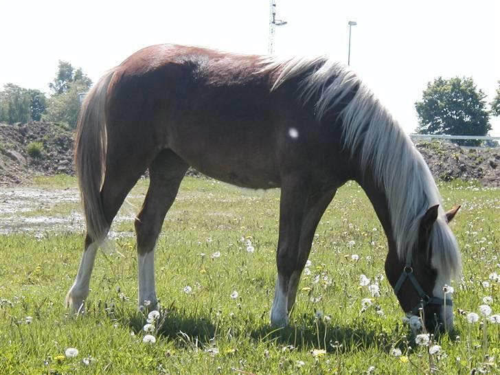Welsh Pony (sec B) Miss Bailey billede 1