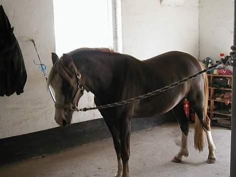 Welsh Pony (sec B) Miss Bailey billede 2