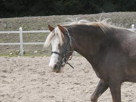 Welsh Pony (sec B) Miss Bailey billede 3