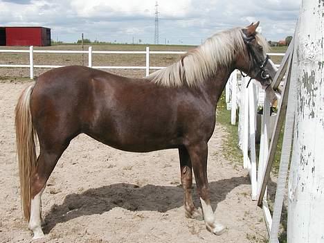 Welsh Pony (sec B) Miss Bailey billede 4