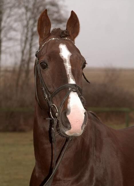 DSP cannon 103 sph billede 2