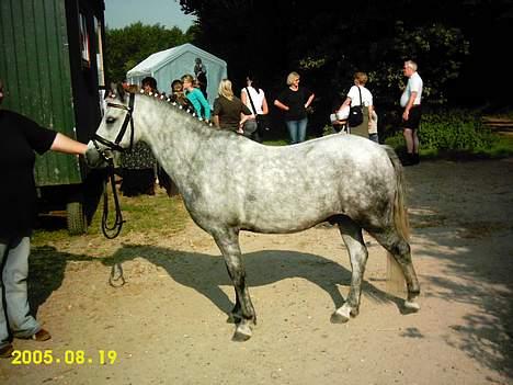 Welsh Mountain (sec A) Flying Angel - min super smukke pony billede 2
