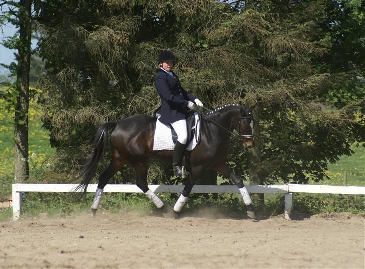 Fuldblod (XX) **Kat-o xx (Den)** - Maj 08: Til stævne i Molger. billede 7