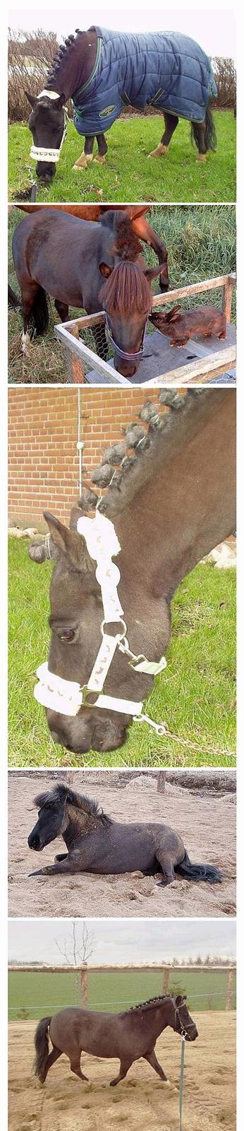 Shetlænder ** Karl Smart** (SOLGT) - ... billede 4