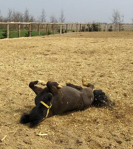 Shetlænder ** Karl Smart** (SOLGT) billede 5