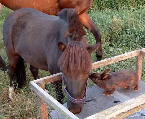 Shetlænder ** Karl Smart** (SOLGT) - Karlo får et lille mys af Kola som var en af de 5 kaniner jeg havde da jeg boede på gård sammen med min eks... billede 8