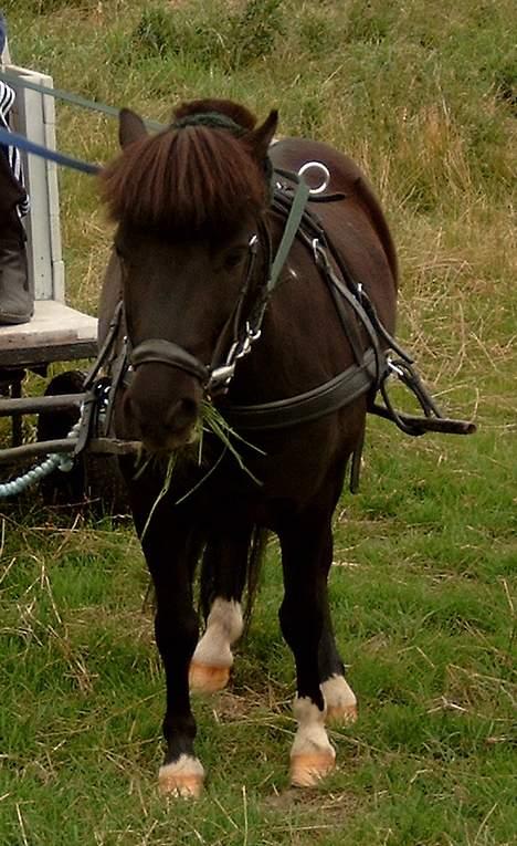 Shetlænder ** Karl Smart** (SOLGT) - Karlo - den fødste trækhest - med græs i mundern billede 9