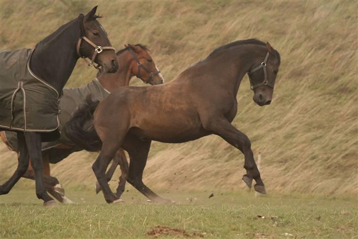 Dansk Varmblod Pikao - Min bette vilde kastrede hingstebasse (: billede 11