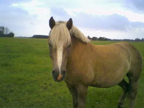 Haflinger Herkules (Solgt) - Hej allesammen. Velkommen:p Her er jeg så!! billede 1