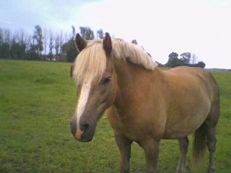 Haflinger Herkules (Solgt) billede 2