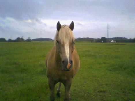 Haflinger Herkules (Solgt) billede 3