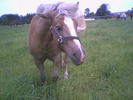 Haflinger Herkules (Solgt) billede 4