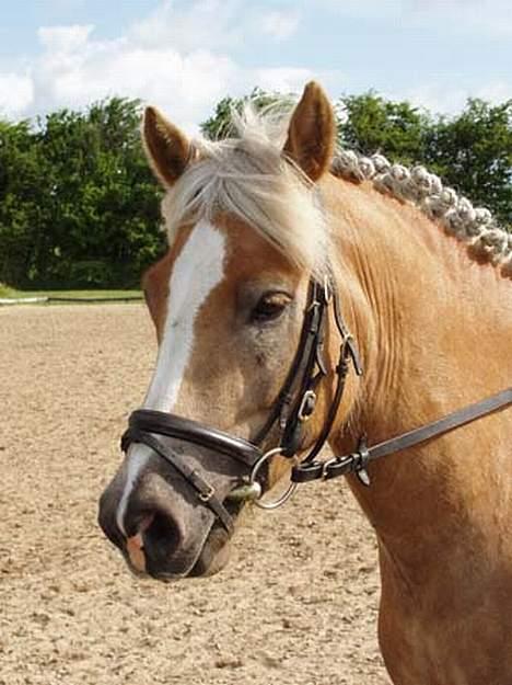 Haflinger Herkules (Solgt) - Min og HAM til vores første stævne.. billede 5