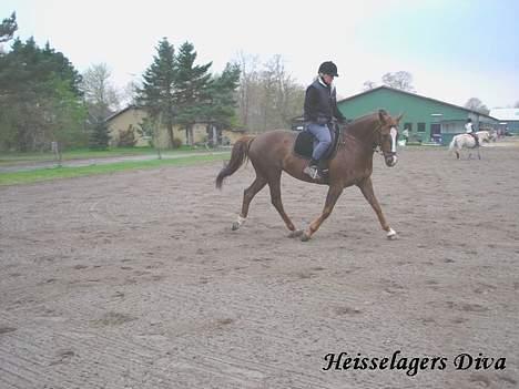 Dansk Varmblod Heisselagers Diva *RIP billede 2