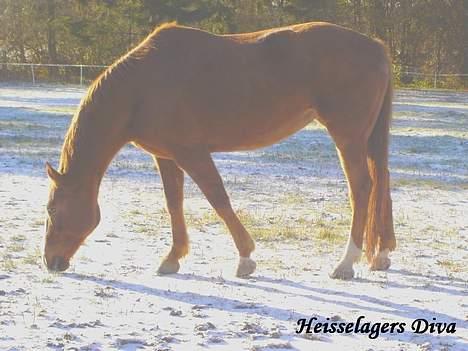 Dansk Varmblod Heisselagers Diva *RIP billede 3