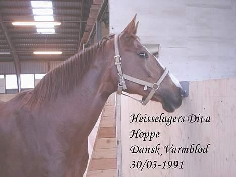 Dansk Varmblod Heisselagers Diva *RIP billede 4