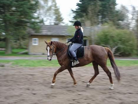 Dansk Varmblod Heisselagers Diva *RIP billede 5